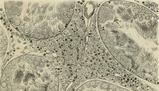 Il complesso sistema delle vescicole rivestite e il loro ruolo cellulare