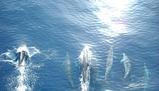 Descrizione dettagliata di Cnidari e Cnetophora: struttura e riproduzione
