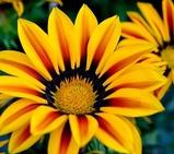 Portami il girasole ch'io lo trapianti - Parafrasi