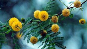 Festa della donna: regaliamo una mimosa