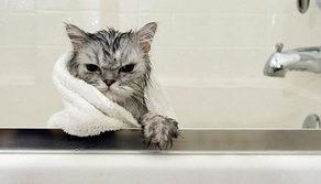 Il gatto non è un animale domestico: ecco perché