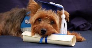 Le 13 lauree più discutibili del mondo