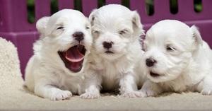 10 cuccioli appena nati pronti a conquistare il mondo!