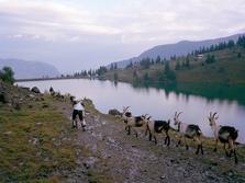 L'uomo che ha mollato tutto per vivere con le capre: "Così ho salutato lo stress"