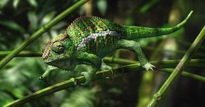 L’effetto camaleonte: studiare imitando si può