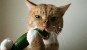 I 10 perché più assurdi che gli italiani hanno chiesto a Google nel 2016