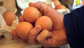 Blitz a scuola: prof aggredita a colpi di...uova