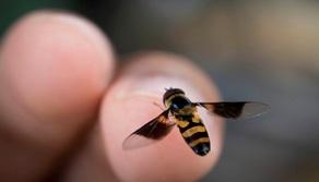 Quando la scuola diventa uno zoo: sciami di vespe e nutrie tra i banchi