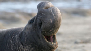 8 foto di animali che vi faranno rabbrividire