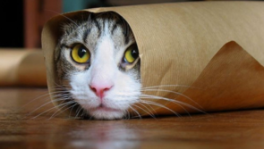 Gatti in pose assurde: 10 foto da morire dal ridere