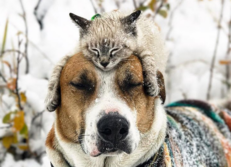 I meravigliosi viaggi del cane Henry e del gatto Baloo