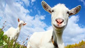 Capre per colpa di Caproni? La maturità del lamantino e del galagone