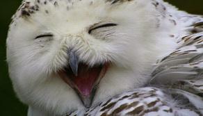 Vai a dormire troppo tardi? Potresti avere il “gene del gufo”