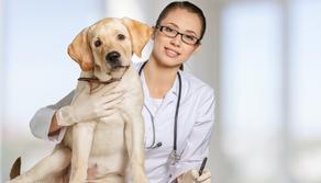 Magistrali in medicina veterinaria
