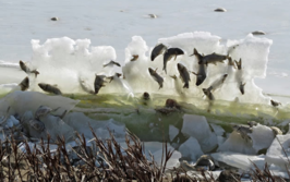 L'inverno è arrivato alla fine: ecco le 10 cose incredibili che ha provocato