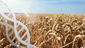 Anche la pasta ha un DNA: la scoperta per il nostro futuro