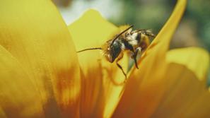 Europa: nasce la raccolta firme per salvare le api