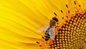 Adotta un alveare e salva le api dall'estinzione: puoi fare tutto online