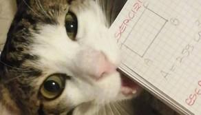 Scusi prof, ma i miei compiti li ha mangiati il gatto: le giustificazioni più assurde degli studenti