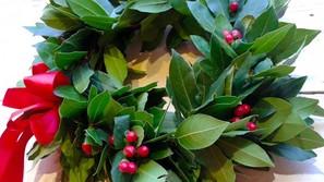 Corona di alloro per la laurea: curiosità, quanto costa e dove trovarla