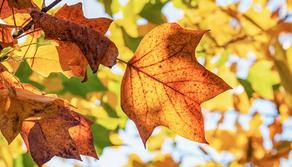 Inizia l'Autunno: frasi, poesie e canzoni dedicate alla stagione