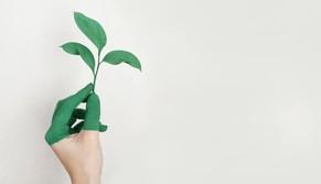 Classifica Università, ecco gli atenei più "green" d'Italia nel 2020