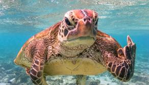 Animali da meme: le foto più assurde del Comedy Wildlife Photography Awards 2020