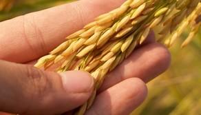 Elaborato maturità 2020 Istituto professionale Servizi per l'agricoltura e lo sviluppo rurale