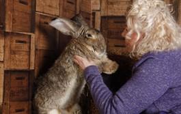 Non solo il coniglio più grande del mondo: ecco gli altri animali da record - FOTO