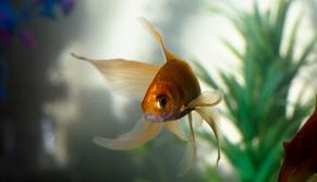 Pesce d'aprile, ma perché si chiama così? L'origine e la tradizione del primo aprile