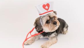 Domande e risposte Test Veterinaria 2021: quali sono?