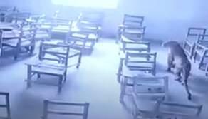 Shock a scuola: un leopardo entra in classe e attacca un alunno
