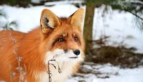 Volpe catturata all'Università grazie a bocconi di mortadella