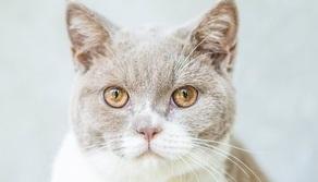 Giornata nazionale del gatto: perché si festeggia il 17 febbraio