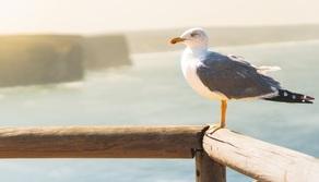 Povero Gabbiano, la storia e il testo del brano diventato virale dopo 34 anni