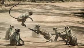 Vaiolo delle scimmie: che cos'è e cosa sta succedendo