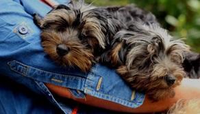 Perché oggi 26 agosto è la Giornata mondiale del cane e le frasi più belle