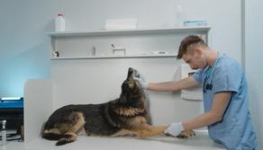 Test Veterinaria 2022: gli iscritti e i posti disponibili