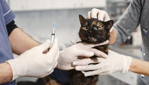 Test Veterinaria 2022: quando e dove trovare le soluzioni