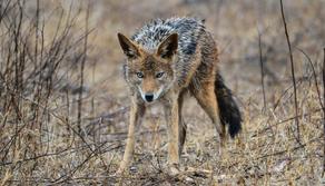 Studenti trovano un coyote nel bagno della scuola