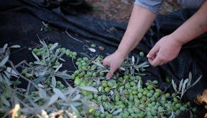Niente interrogazione per gli studenti che vanno a raccogliere le olive: la strana "giustificazione" della prof di Scienze