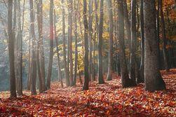 Perché l'11 novembre è l'estate di San Martino