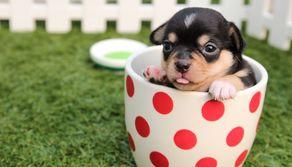 Come iscriversi al test di Veterinaria 2023, il TOLC VET del CISIA