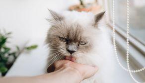 Come prepararsi al test di Veterinaria TOLC VET 2023