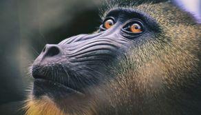 Test di Veterinaria 2023, come sarà e cosa cambia