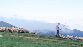 La prima scuola gratuita per diventare pastori: si trova in Toscana