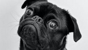 Che TOLC devo fare per Veterinaria?