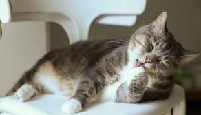 TOLC VET, quando si fa il test veterinaria 2023