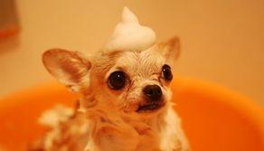 Le simulazioni CISIA del test Veterinaria TOLC VET