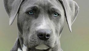 Data test Veterinaria 2023, il calendario del TOLC VET CISIA